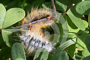 Lasiocampa trifolii photo